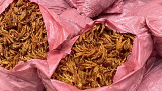 Lạng Sơn: Phát hiện, ngăn chặn 1.500 kg chân gà không rõ nguồn gốc xuất xứ