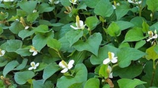 Những điều bạn chưa biết về rau diếp cá
