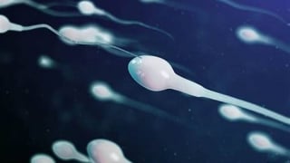 Tại sao tỉ lệ tinh trùng bị dị tật gia tăng vào mùa hè?