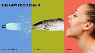 Vi nhựa xuất hiện trong những loại thực phẩm nào?