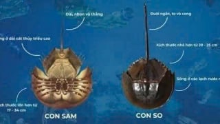 TP Hồ Chí Minh: Cấp cứu người đàn ông suýt tử vong vì ăn nhầm So biển chứa độc tố cực mạnh