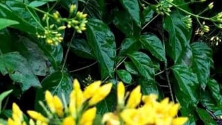 Hà Giang: Kịp thời cấp cứu người phụ nữ hôn mê do ngộ độc lá ngón