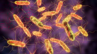 Vi khuẩn Salmonella - mối nguy cho sức khỏe
