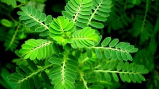 Các bài thuốc chữa bệnh từ cây diệp hạ châu