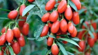 Tác dụng của kỷ tử đối với sức khỏe