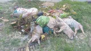Thanh Hoá: Gần 100 xác lợn chết trôi trên kênh Bắc, nguy cơ gây ô nhiễm nguồn nước