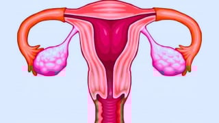 Vitamin E và những tác dụng đối với buồng trứng