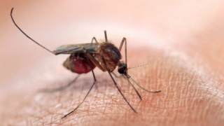 Xét nghiệm virut zika ở đâu, giá bao nhiêu?