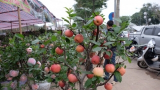 Táo bonsai Trung Quốc có độc không