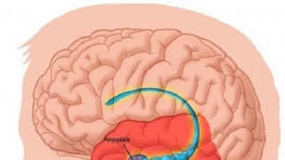 Phác đồ điều trị viêm màng não ở trẻ em