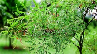 Công dụng của cây đinh lăng