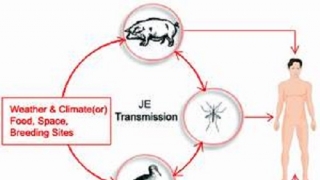 Thông tin mới nhất về bệnh viêm não Nhật Bản