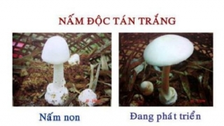 Phòng tránh ăn phải nấm độc