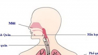 Thông tin bệnh nhiễm trùng đường hô hấp dưới