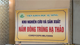 Thái Nguyên: Các đơn vị liên quan đến sản xuất Đông trùng hạ thảo ở Viện Khoa học sự sống có thể bị xử lý trách nhiệm hình sự