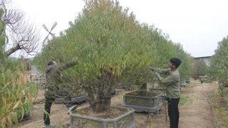 Chi tiền triệu thuê người tuốt lá đào Nhật Tân, hối hả chuẩn bị vụ Tết Tân Sửu