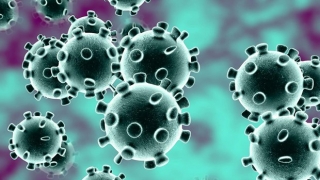 WHO xác nhận khả năng lây virus SARS-CoV-2 từ người sang động vật