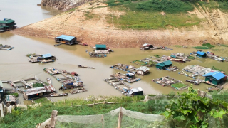 Hoà Bình: Nắng nóng kéo dài, nước hồ thủy điện tụt sâu, cá lồng chết trắng, nông dân khóc ròng