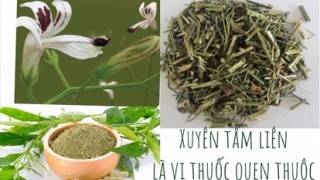 Xuyên tâm liên – dùng thế nào cho đúng?