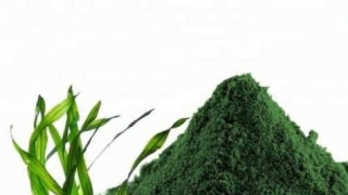 Công dụng tuyệt vời của tảo xoắn Spirulina