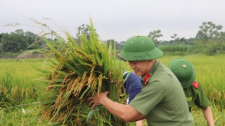 Hà Nội: Đoàn Thanh niên Công an huyện Ba Vì, Đoàn thanh niên xã Tiên Phong giúp dân thu hoạch lúa chạy bão