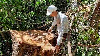 Lai Châu chấn chỉnh công tác theo dõi diễn biến rừng, công bố hiện trạng rừng