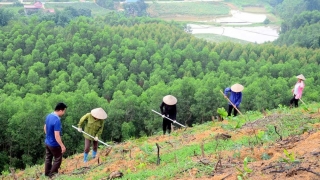 Lai Châu đẩy mạnh tiến độ thực hiện kế hoạch trồng rừng và trồng cây phân tán năm 2022