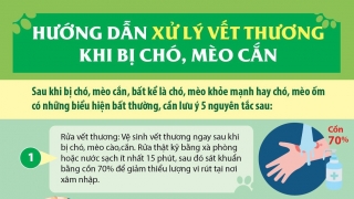 Infographic: Hướng dẫn xử lý vết thương khi bị chó, mèo cắn