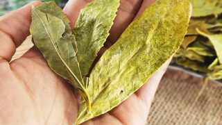 Chè dung có tác dụng tuyệt vời trong điều trị các bệnh về gan, dạ dày, đại tràng,...