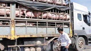 Lào Cai tiếp tục đẩy mạnh kiểm tra, kiểm soát, ngăn chặn động vật và sản phẩm động vật nhập lậu qua biên giới