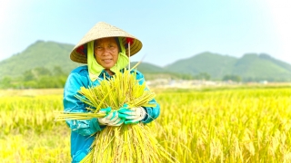 Nông Cống (Thanh Hoá): Nông dân phơi mình dưới nắng nóng 40 độ C thu hoạch lúa