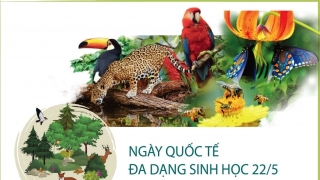 Infographics: Ngày Quốc tế đa dạng sinh học 22/5/2023