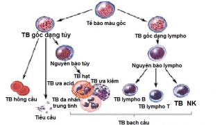 Phòng chống ung thư cổ tử cung (Kỳ 7)