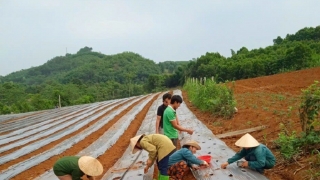 Thanh Hóa đẩy mạnh phát triển mô hình trồng cây dược liệu dưới tán cây rừng