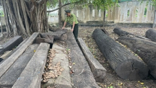 Gia Lai: Huyện Phú Thiện phát hiện và xử lý 6 vụ vi phạm Luật Lâm nghiệp