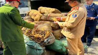 Cao Bằng tạm giữ gần 3.000 kg lá cây thuốc lá sấy khô chưa tách cọng không rõ nguồn gốc, xuất xứ