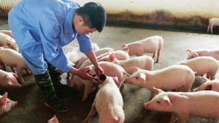 Xuất cấp vaccine lở mồm long móng cho 30 địa phương