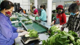 Hà Nội phát triển 29 chuỗi liên kết sản xuất – tiêu thụ nông sản, thúc đẩy nông nghiệp sạch và bền vững