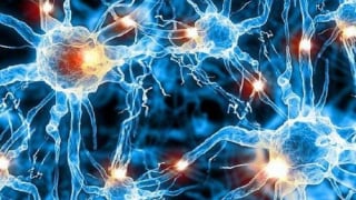 U sợi thần kinh do đâu?