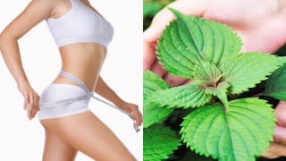 Sự thật về nước lá tía tô và khả năng hỗ trợ giảm cân