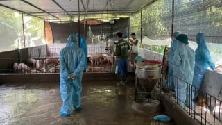 Sử dụng lợn, gà bệnh làm thực phẩm có thể bị phạt tới 20 năm tù