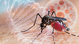 Bộ Y tế phát cảnh báo khẩn về nguy cơ dịch bệnh Chikungunya xâm nhập Việt Nam