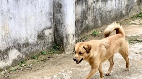 Gia Lai: Người đàn ông tử vong do bệnh dại sau 2 tháng bị chó cắn