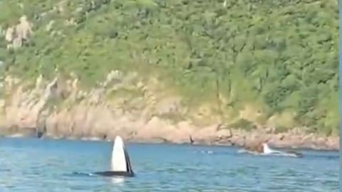 Phú Yên: Xuất hiện 1 con cá voi gần bờ biển tại danh thắng Mũi Điện