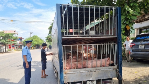 Thái Nguyên phát hiện ô tô vận chuyển gần 800 kg lợn chết và lợn bị nhiễm bệnh