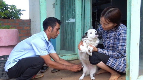 Gia Lai: Khẩn trương triển khai các giải pháp phòng, chống bệnh dại trên địa bàn tỉnh