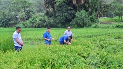 Đẩy mạnh khôi phục sản xuất nông nghiệp sau bão số 3