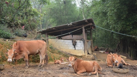 Lào Cai: Triển khai đồng bộ các biện pháp phòng, chống rét, dịch bệnh trên đàn vật nuôi các tháng cuối năm 2024