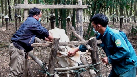 Kon Tum: Tăng cường phòng, chống dịch bệnh trên đàn vật nuôi trước, trong và sau Tết Nguyên đán