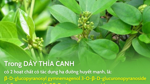 Dây thìa canh: thảo dược tiềm năng hỗ trợ kiểm soát bệnh tiểu đường